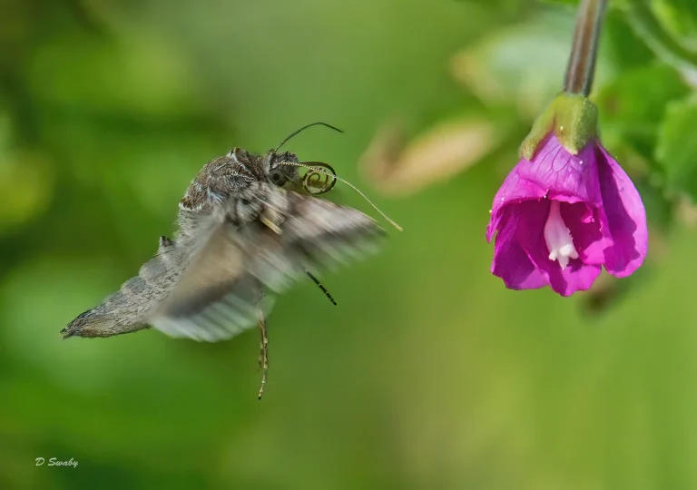 Insects