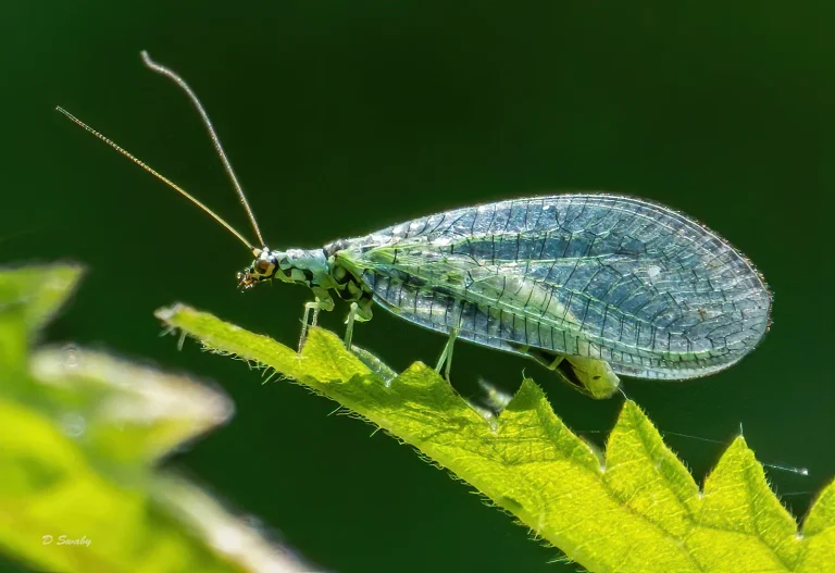 Insects