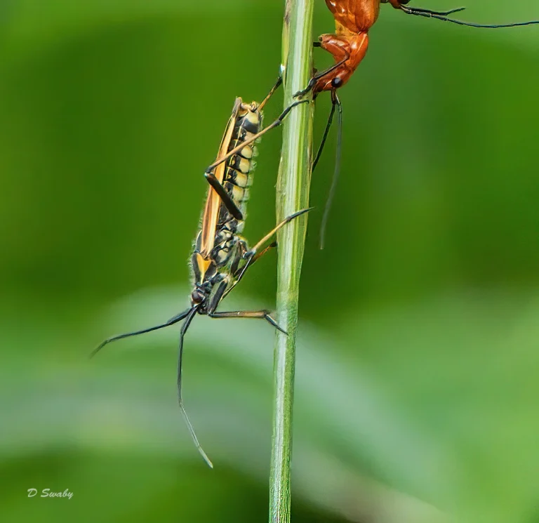 Insects