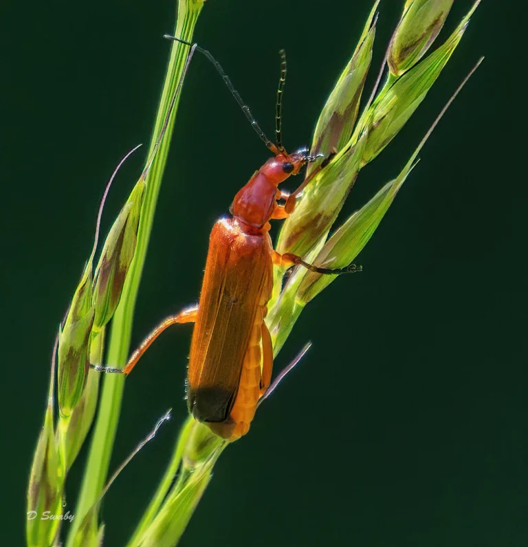 Insects