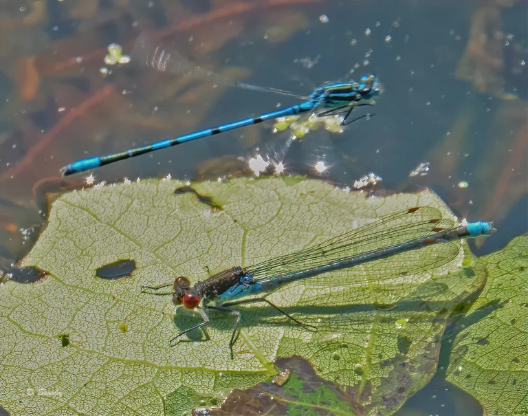 Insects