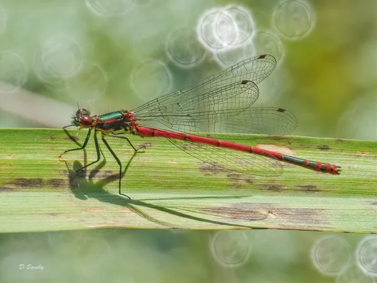 Insects