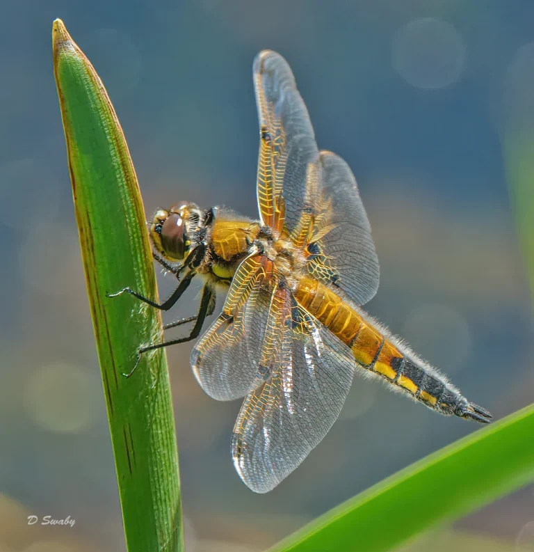 Insects