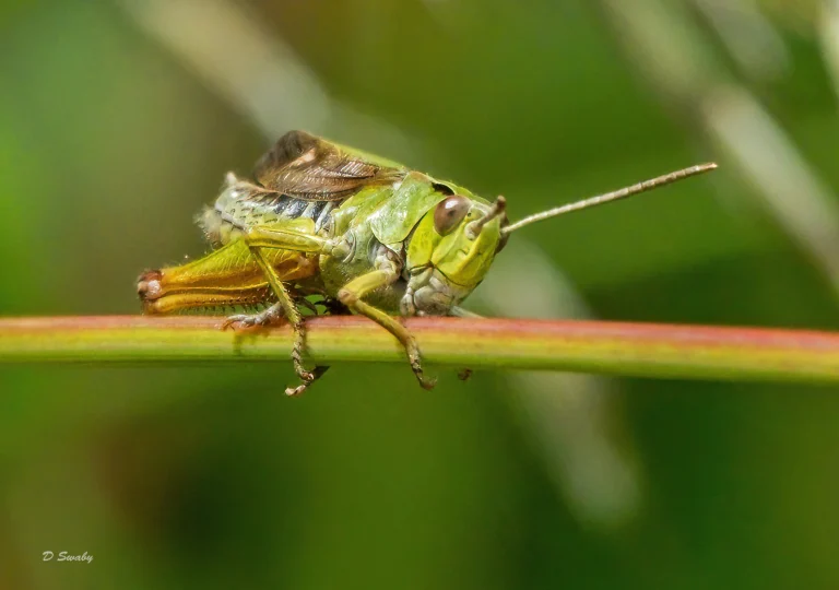 Insects
