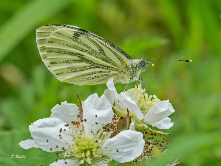 Insects