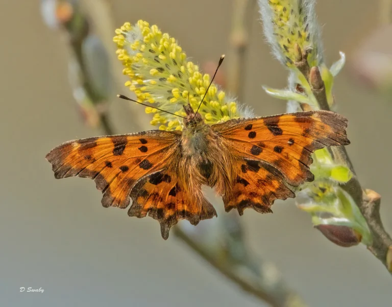 Insects
