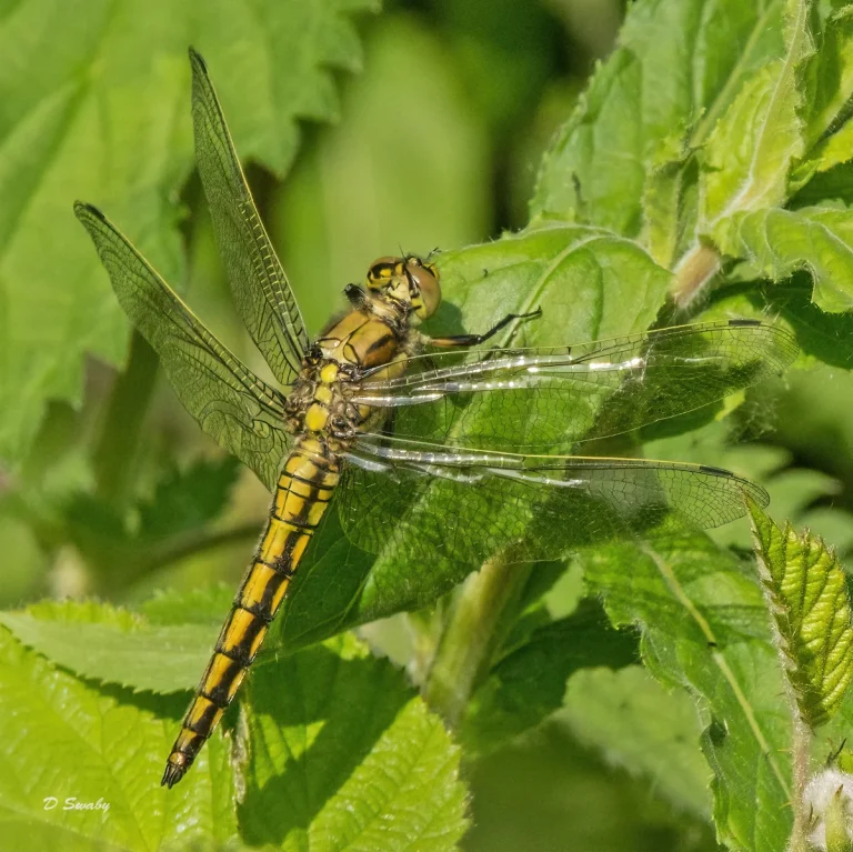 Insects
