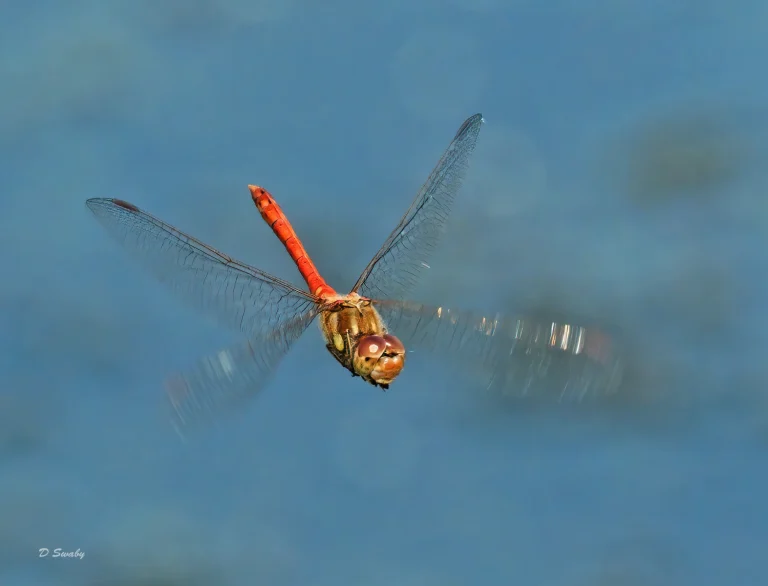Insects