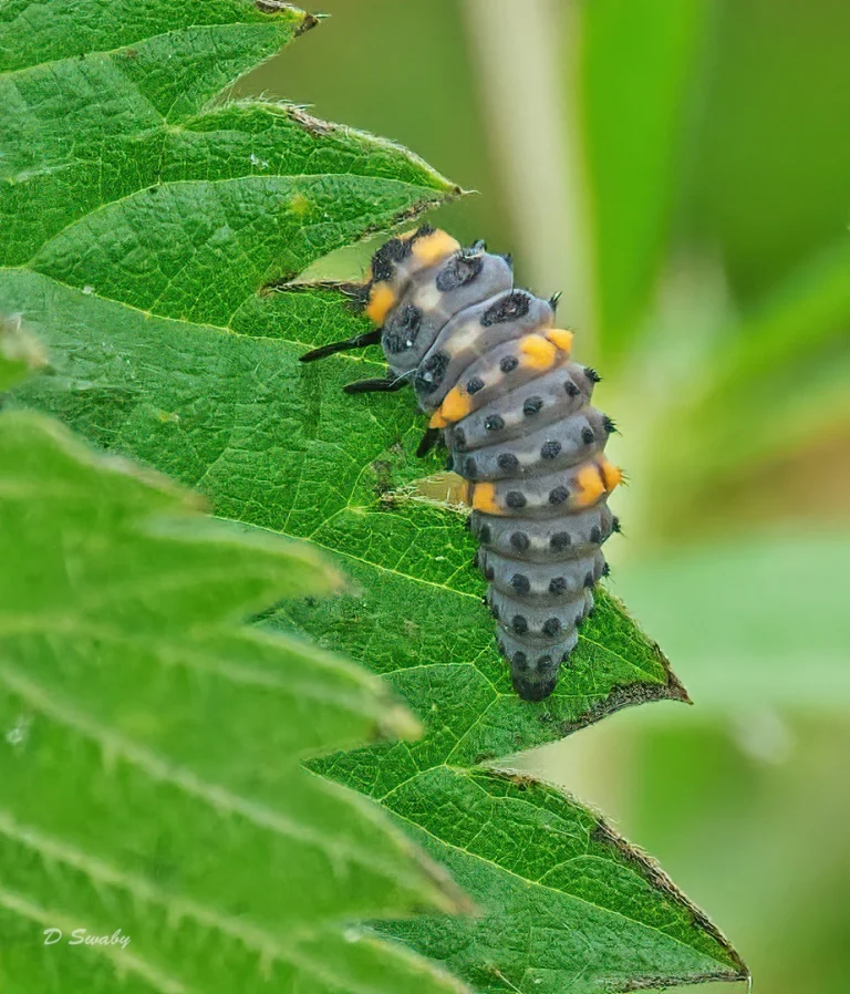 Insects