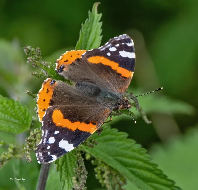 Insects
