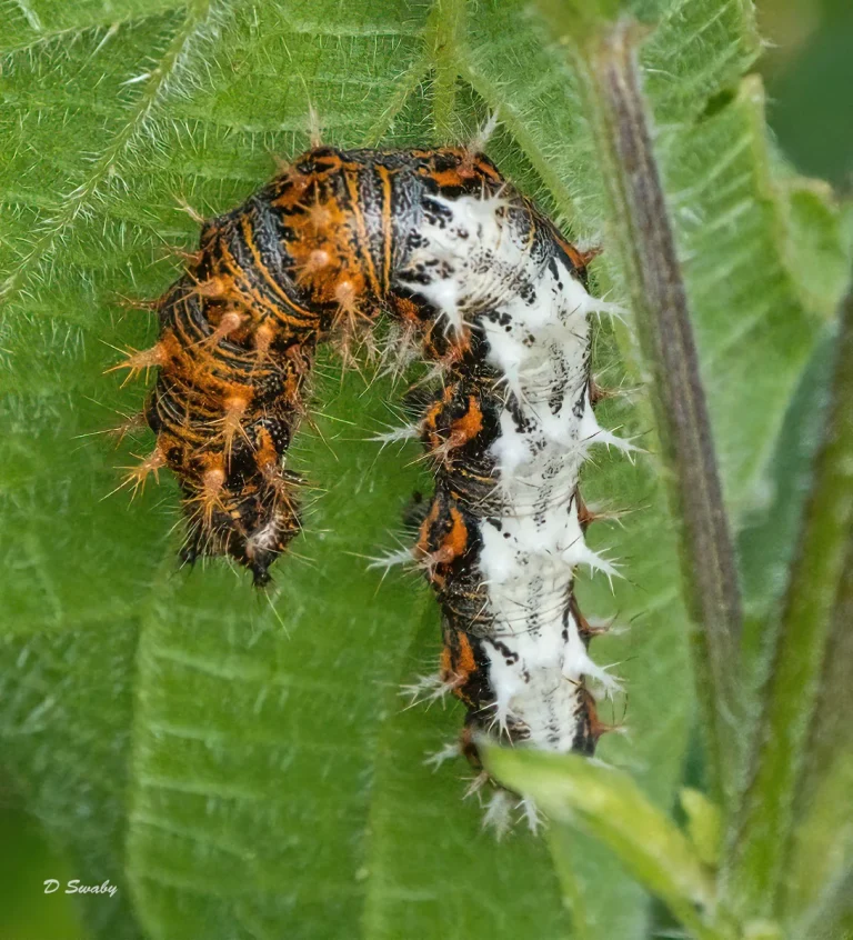 Insects