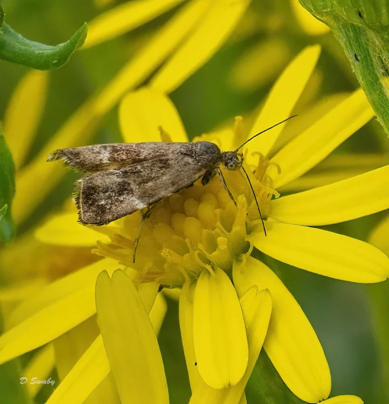 Insects
