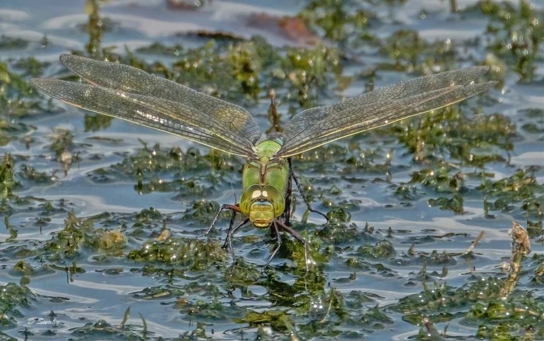 Insects