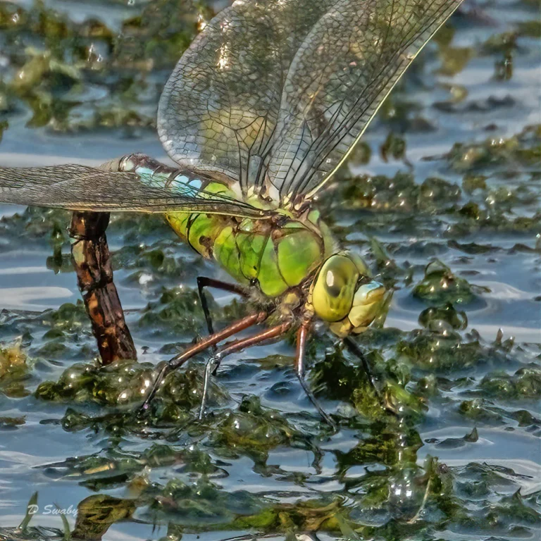 Insects