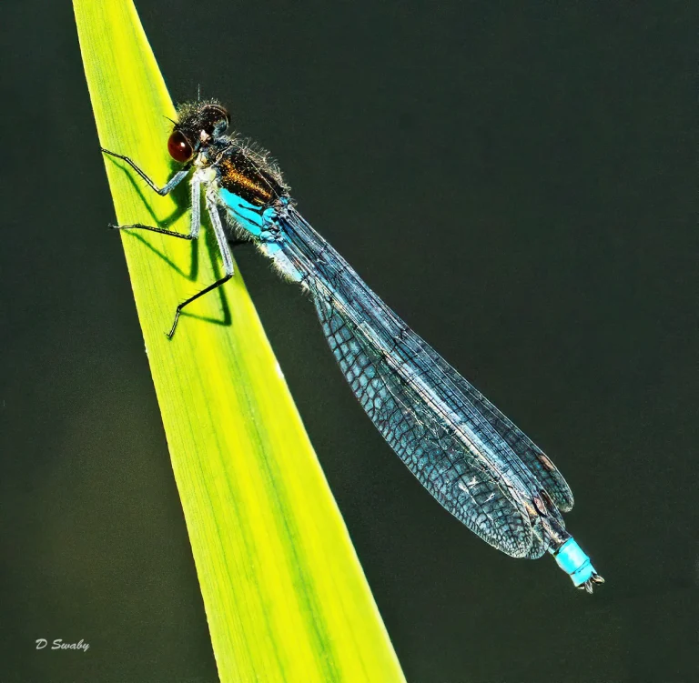 Insects