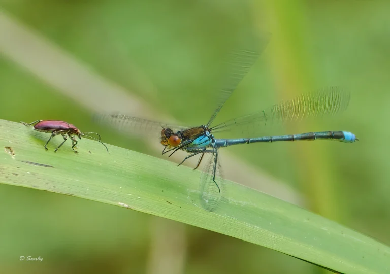 Insects