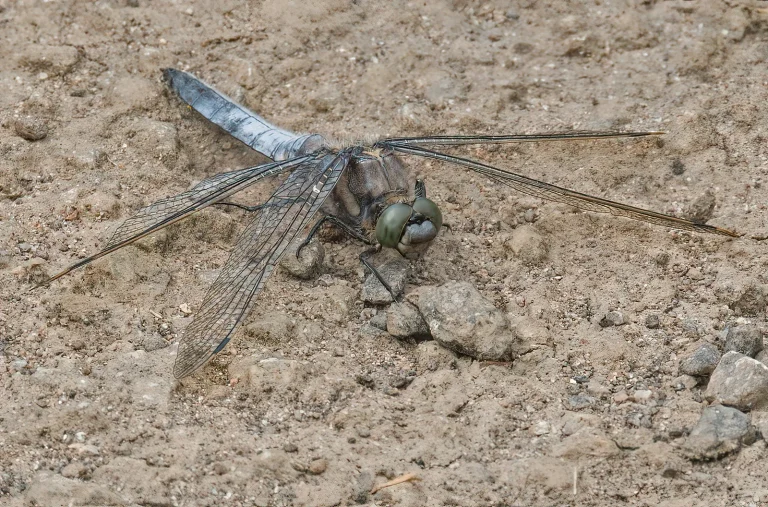Insects