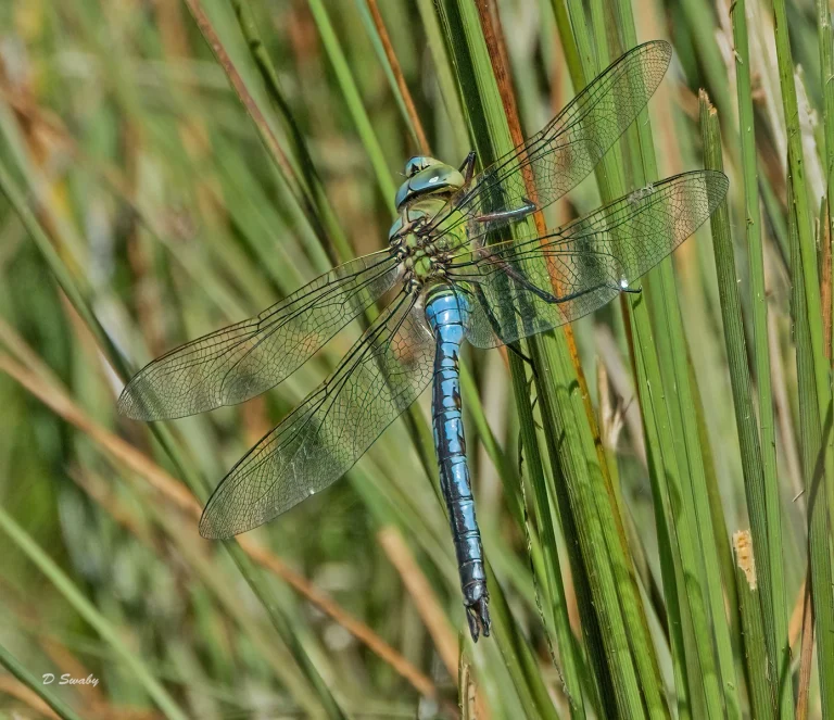 Insects