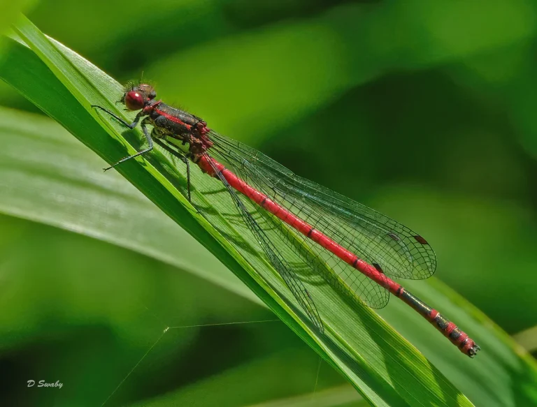 Insects