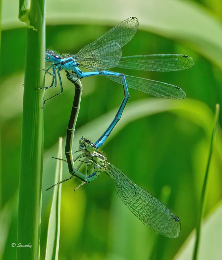 Insects