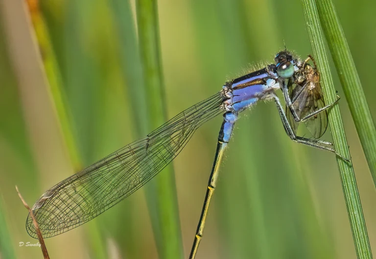 Insects