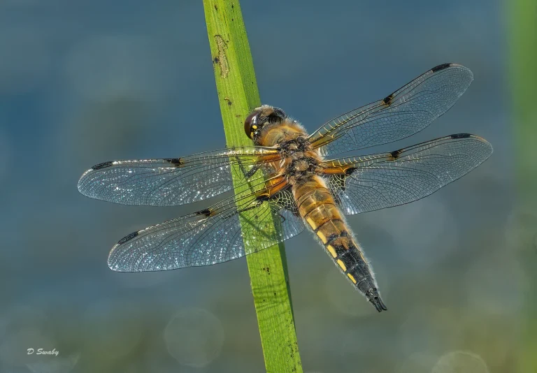 Insects