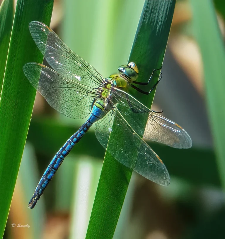 Insects