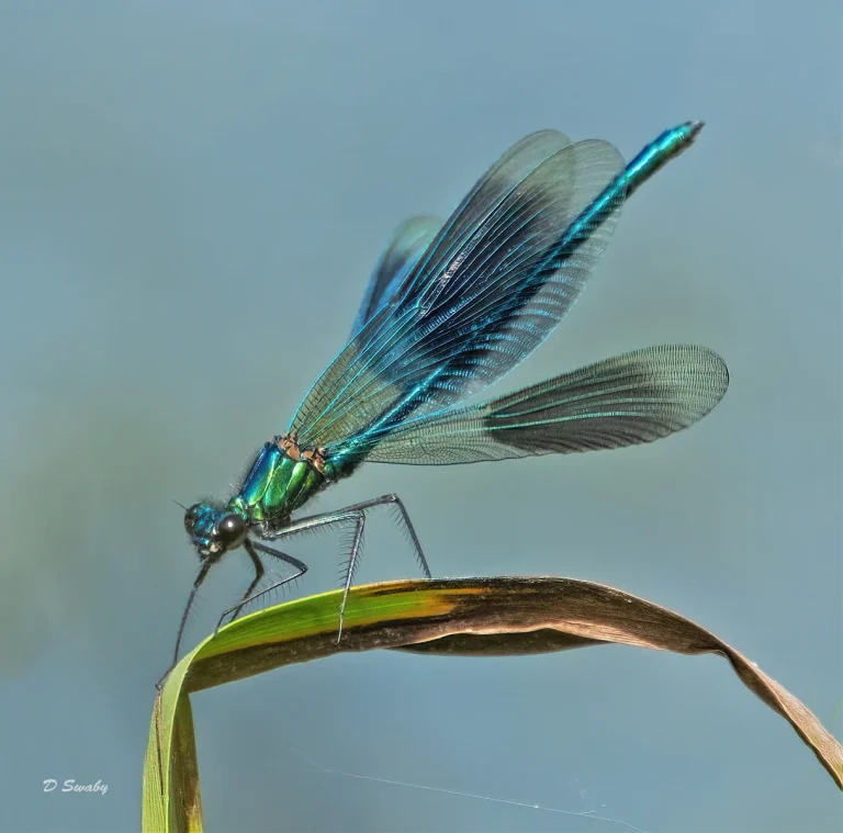 Insects