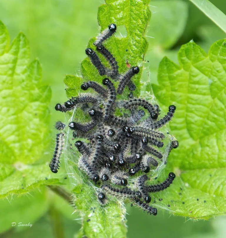 Insects