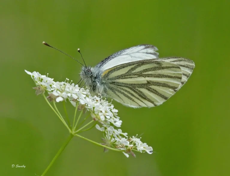 Insects