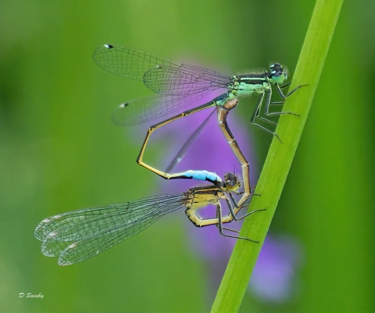 Insects
