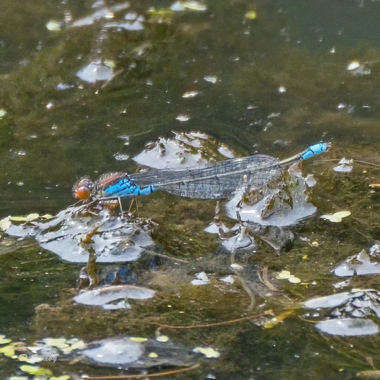 Insects