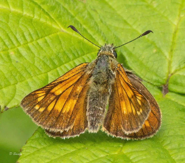 Insects