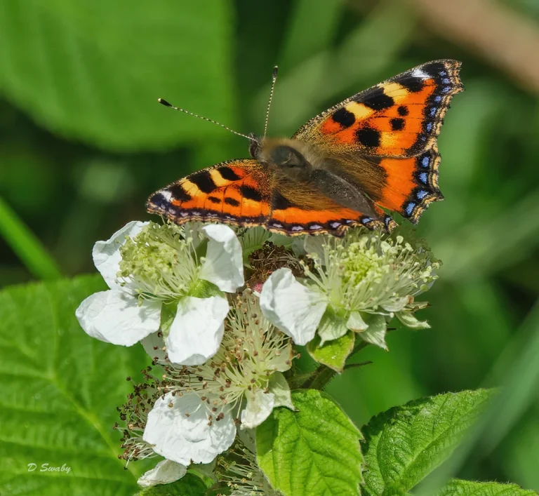 Insects