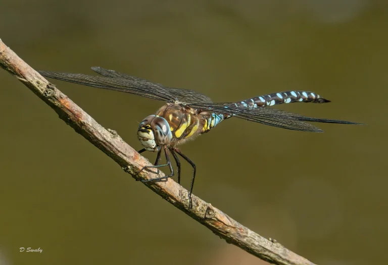 Insects