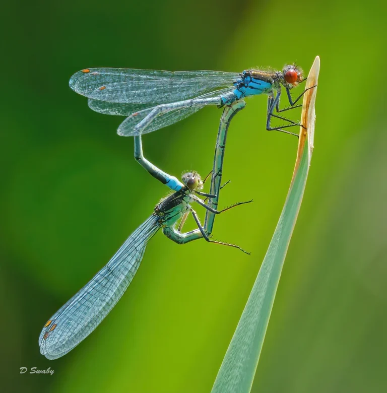 Insects
