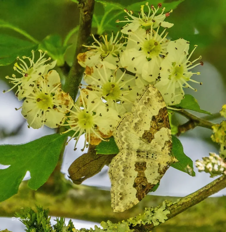 Insects