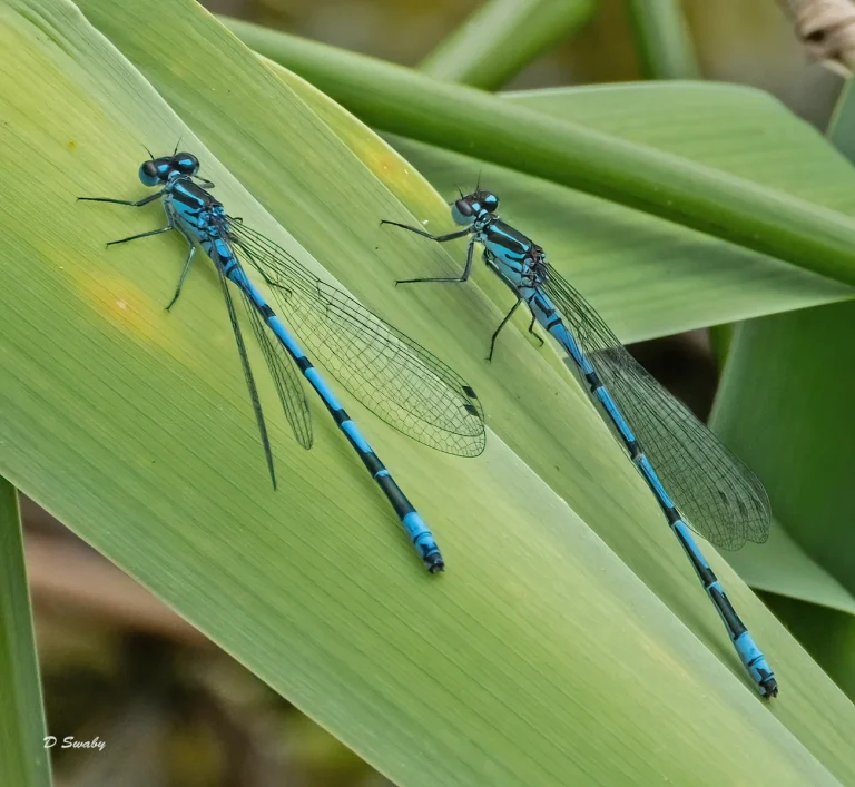 Insects