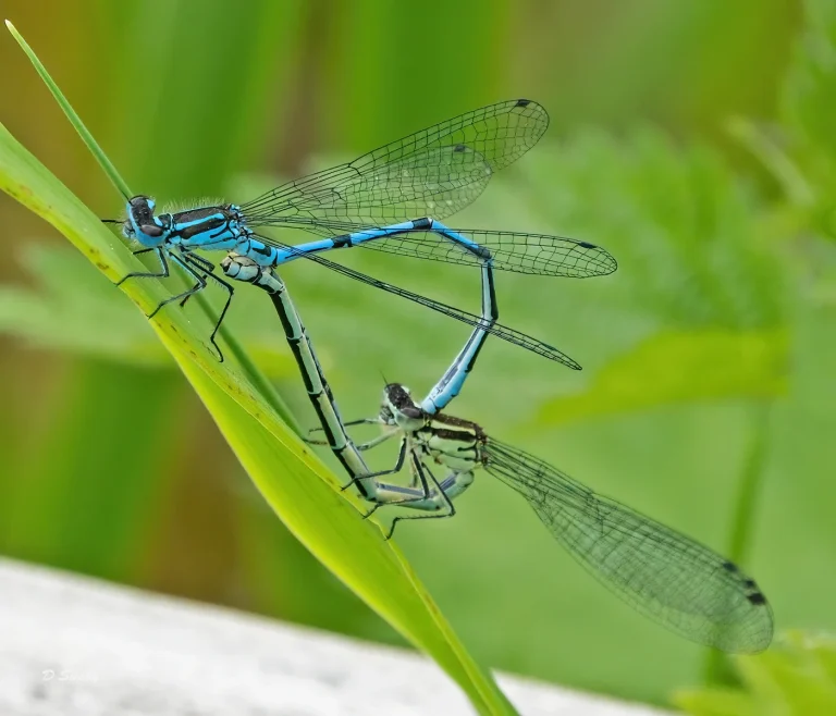 Insects
