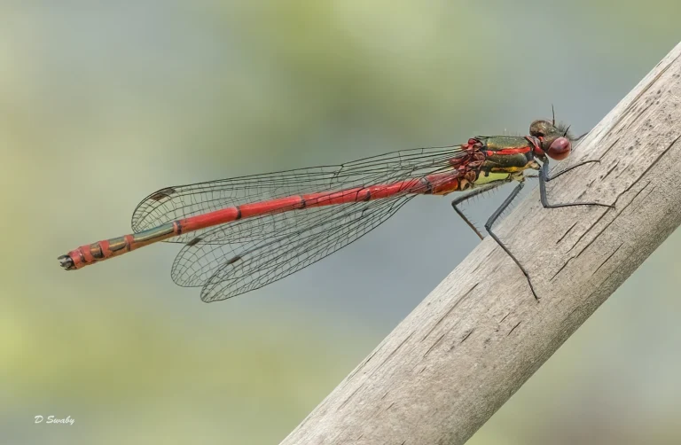 Insects