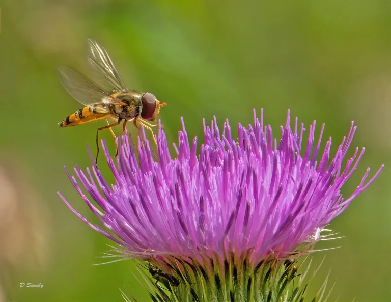 Insects