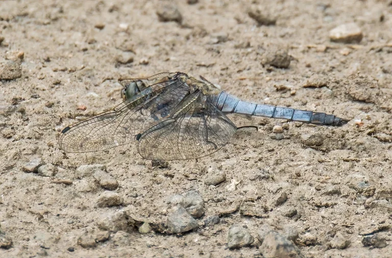 Insects