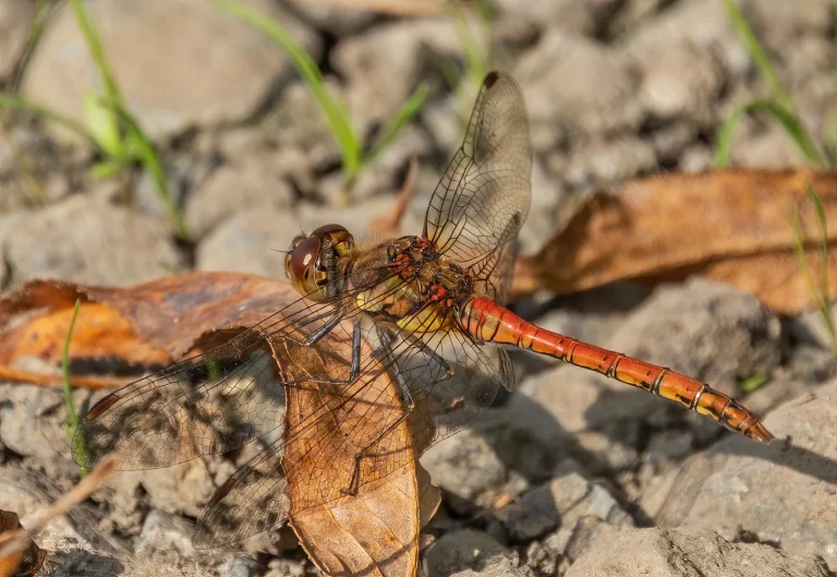 Insects