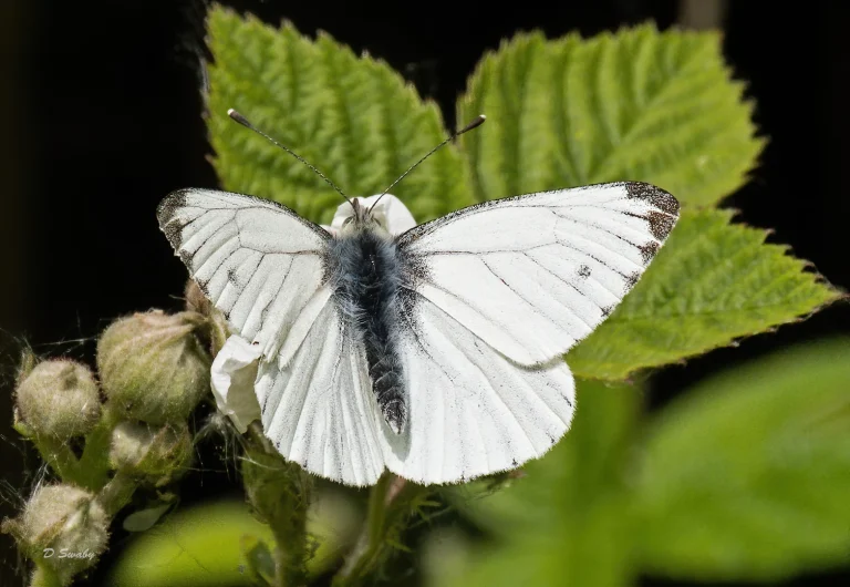 Insects
