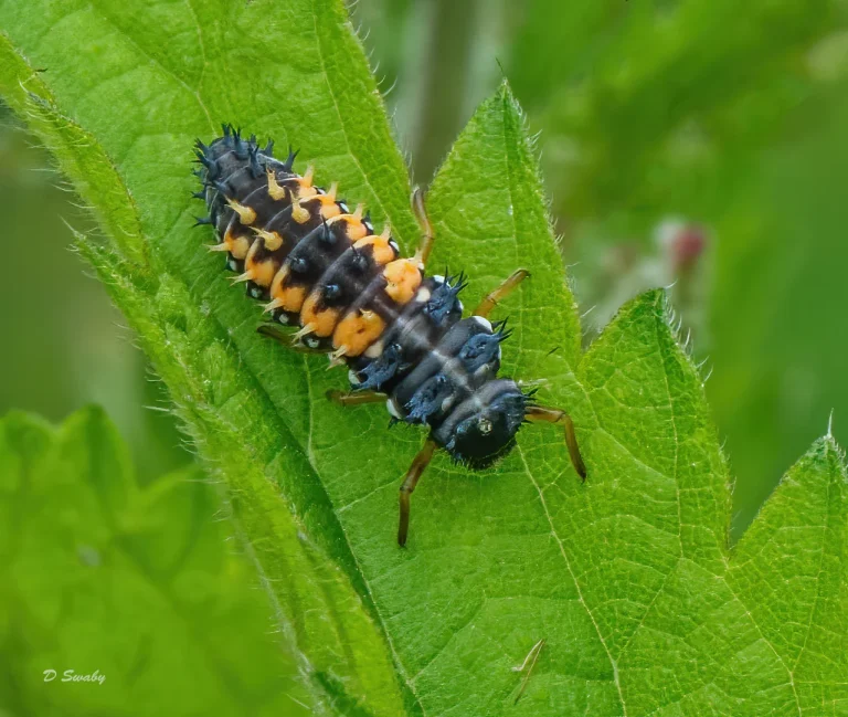 Insects