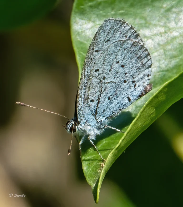 Insects