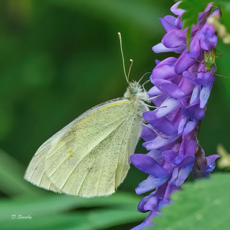 Insects