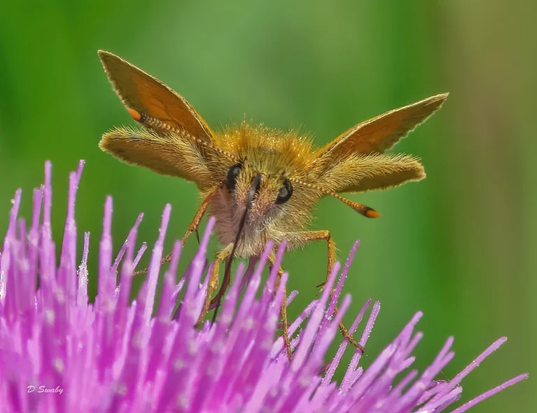 Insects