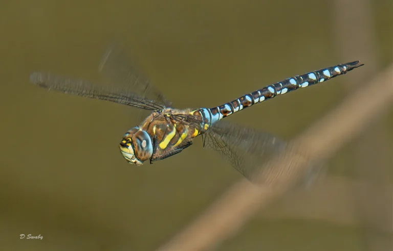 Insects