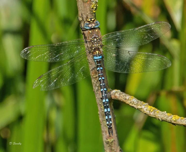 Insects